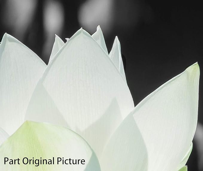 Bathroom decoration, lotus decoration, canvas printing, wall decoration, lotus pictures, colorful flowers, black and white background wall art, plant picture design, living room bedroom frame wall art