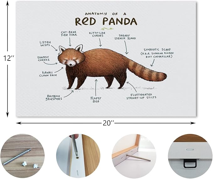 Nogrit Red Panda Wall Art - Anatomy Canvas Poster for Woodland Animal Nursery - Panda Gifts and Decor - 14x11 Inches