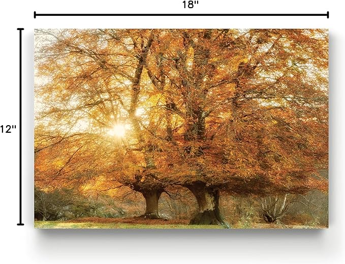 Renditions Gallery Nature Art Pictures & Prints Sunlight coming through Orange Autumn Trees Canvas Hanging Artwork for Bedroom Living Room Office Wall Decor - 12"X18" LT08