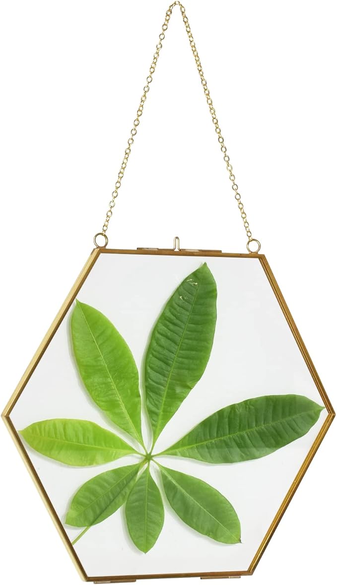 TLBTEK Brass Hanging Photo Frame,9.5 Inch Hexagon Glass Frame for Pressed Flowers,Clear DIY Vintage Artwork Display Frame Wall Mounted Photos Frame