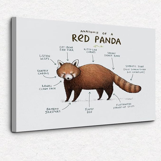 Nogrit Red Panda Wall Art - Anatomy Canvas Poster for Woodland Animal Nursery - Panda Gifts and Decor - 14x11 Inches