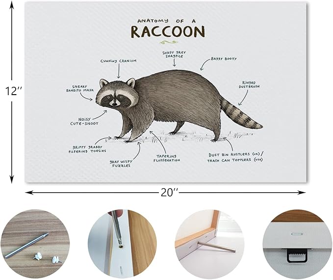 NOGRIT raccoon decor raccoon wall art racoon gifts for women Anatomy of A Raccoon Canvas Wall Art 14×11 racoon Themed Decor For Home Bedroom Living Room Boys Room Nursery Playroom Classroom,raccoon art Prints