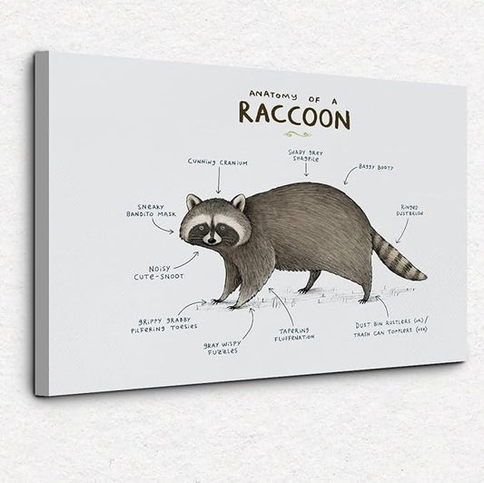 NOGRIT raccoon decor raccoon wall art racoon gifts for women Anatomy of A Raccoon Canvas Wall Art 14×11 racoon Themed Decor For Home Bedroom Living Room Boys Room Nursery Playroom Classroom,raccoon art Prints