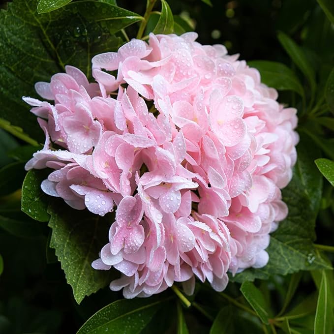 3PCS 22 inch Realistic Artificial Hydrangea Large Real Touch Flowers Artificial Flowers Dry Flowers Outdoor Wedding Christmas Office Family Party Living Room Table Decoration (Pink)