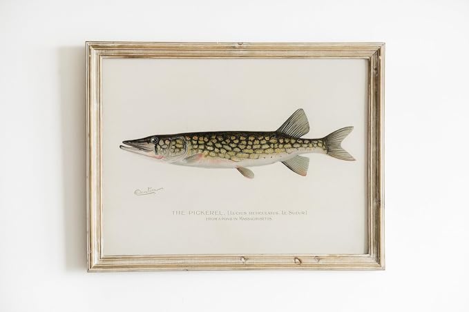 Vintage Fish Wall Art Prints (Set of 6) - Unframed - 8x10s | Fishing Dcor | Vintage Decor | Kitchen Wall Art | Kitchen Wall Decor