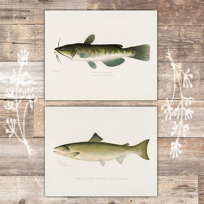 Fish Wall Art Prints (Set of 6) - Unframed - 8x10s | Vintage Fishing Decor - Reproductions of Vintage Fish Drawings - Midwest Fish Species - Great Gift for Fisherman