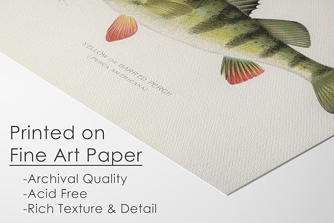 Fish Wall Art Prints (Set of 6) - Unframed - 8x10s | Vintage Fishing Decor - Reproductions of Vintage Fish Drawings - Midwest Fish Species - Great Gift for Fisherman