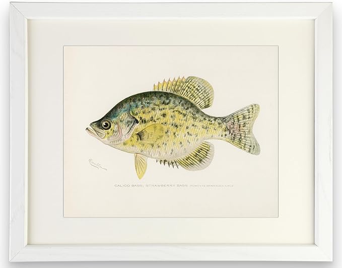 Vintage Fish Wall Art Prints (Set of 6) - Unframed - 8x10s | Fishing Dcor | Vintage Decor | Kitchen Wall Art | Kitchen Wall Decor