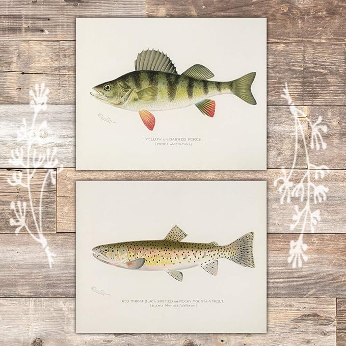 Fish Wall Art Prints (Set of 6) - Unframed - 8x10s | Vintage Fishing Decor - Reproductions of Vintage Fish Drawings - Midwest Fish Species - Great Gift for Fisherman