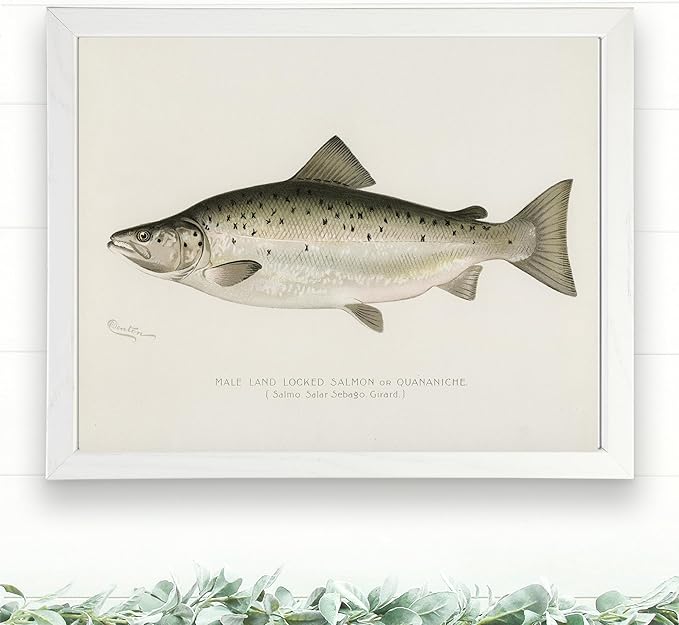 Vintage Fish Wall Art Prints (Set of 6) - Unframed - 8x10s | Fishing Dcor | Vintage Decor | Kitchen Wall Art | Kitchen Wall Decor