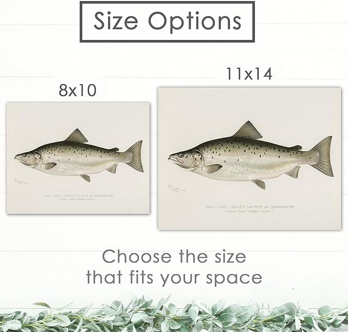 DREAM BIG PRINTABLES Vintage Fish Wall Art Prints (Set of 6) - Unframed - 11x14s | Fishing Décor | Vintage Decor | Kitchen Wall Art | Kitchen Wall Decor
