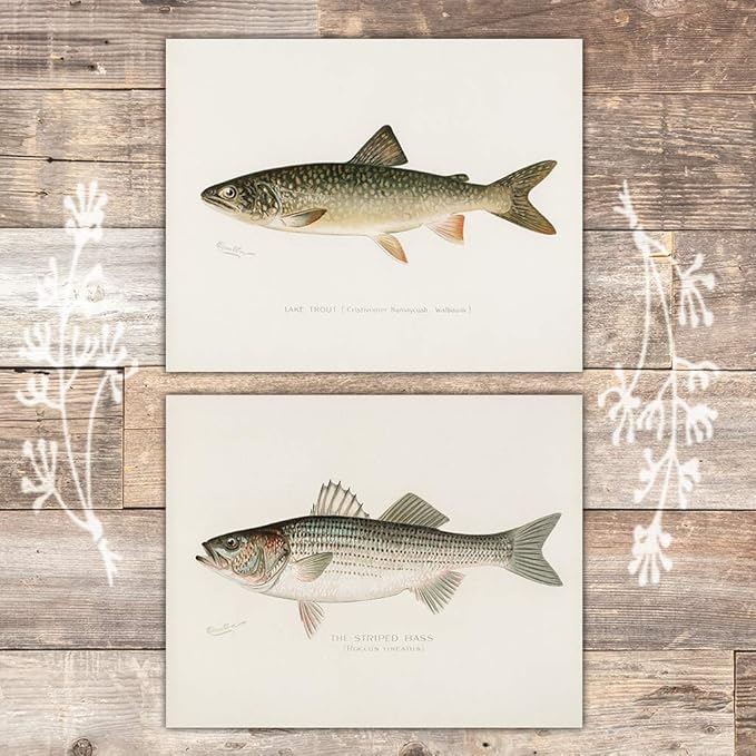 Fish Wall Art Prints (Set of 6) - Unframed - 8x10s | Vintage Fishing Decor - Reproductions of Vintage Fish Drawings - Midwest Fish Species - Great Gift for Fisherman