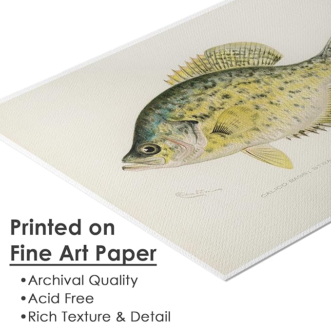 DREAM BIG PRINTABLES Vintage Fish Wall Art Prints (Set of 6) - Unframed - 11x14s | Fishing Décor | Vintage Decor | Kitchen Wall Art | Kitchen Wall Decor