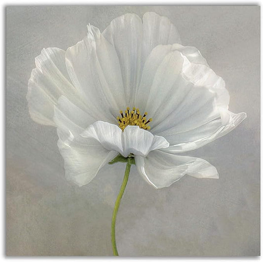 Wexford Home Daisy Detail II Gallery Wrapped Canvas Wall Art, 24x24