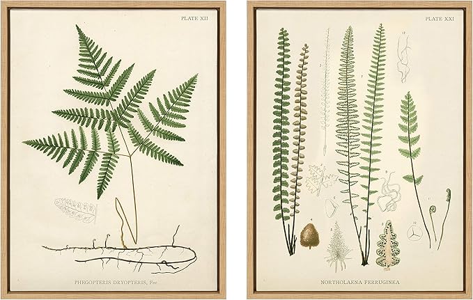 Kate and Laurel Sylvie Ferns 1 and Ferns 2 Set Framed Canvas Wall Art by Corinna Buchholz of Piddix, 2 Piece 18x24 Natural