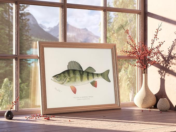 Fish Wall Art Prints (Set of 6) - Unframed - 8x10s | Vintage Fishing Decor - Reproductions of Vintage Fish Drawings - Midwest Fish Species - Great Gift for Fisherman