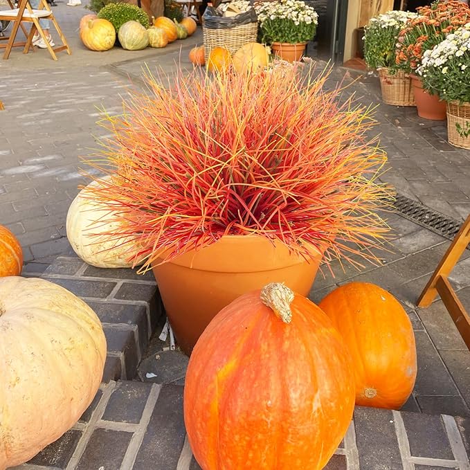 36 Pcs Artificial Fall Grass Plants Outdoor Faux Fall Flowers UV Resistant Autumn Grass Fake Greenery Shrubs Decor for Home Table Centerpiece Party Garden Window Box Thanksgiving Harvest