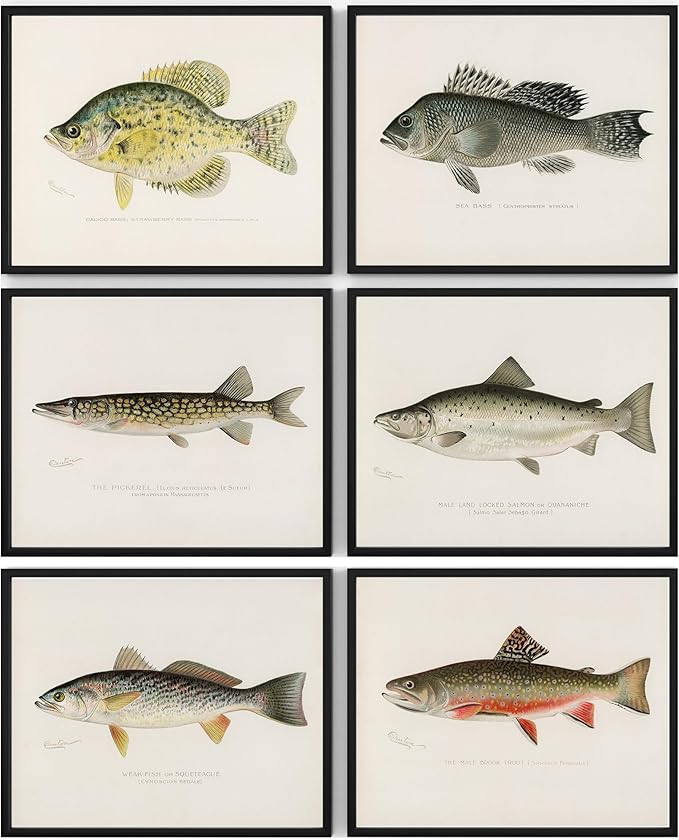 Vintage Fish Wall Art Prints (Set of 6) - Unframed - 8x10s | Fishing Dcor | Vintage Decor | Kitchen Wall Art | Kitchen Wall Decor