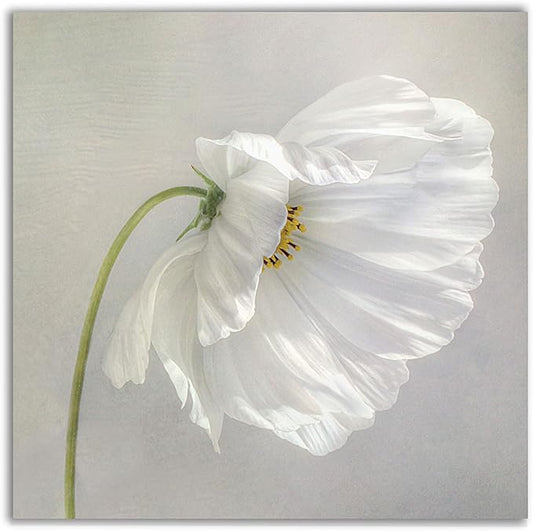 Wexford Home Daisy Detail III Gallery Wrapped Canvas Wall Art, 32x32