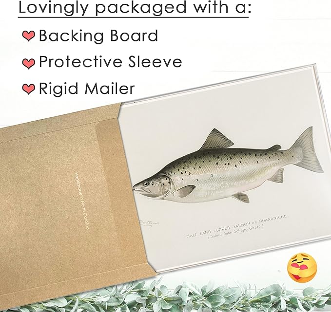 DREAM BIG PRINTABLES Vintage Fish Wall Art Prints (Set of 6) - Unframed - 11x14s | Fishing Décor | Vintage Decor | Kitchen Wall Art | Kitchen Wall Decor