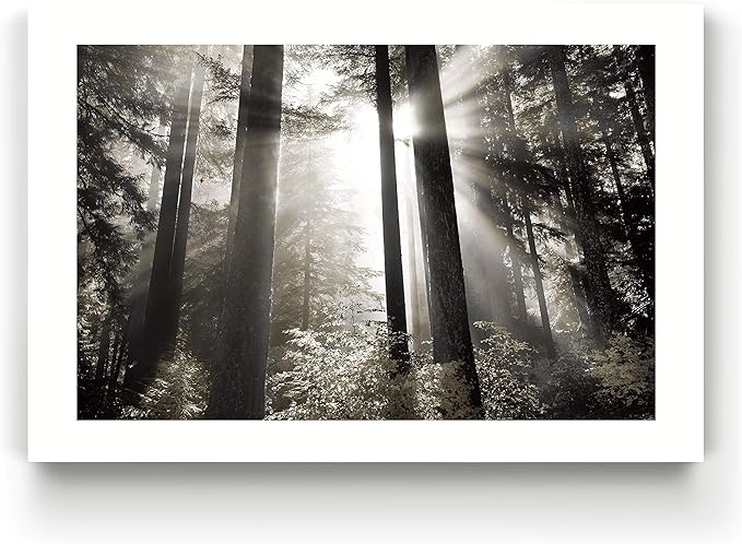 Renditions Gallery Canvas Nature Wall Art Landscape View of Morning Light coming through Forest Trees Modern Artwork for Living Room Kitchen Walls - 18"X27" LT08