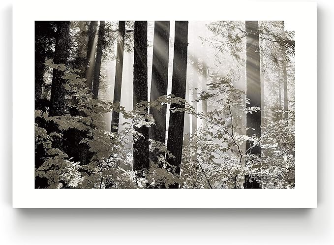 Renditions Gallery Canvas Nature Wall Art Landscape View of Sun Rays coming through Forest Trees Modern Artwork for Living Room Kitchen Walls - 18"X27" LT08