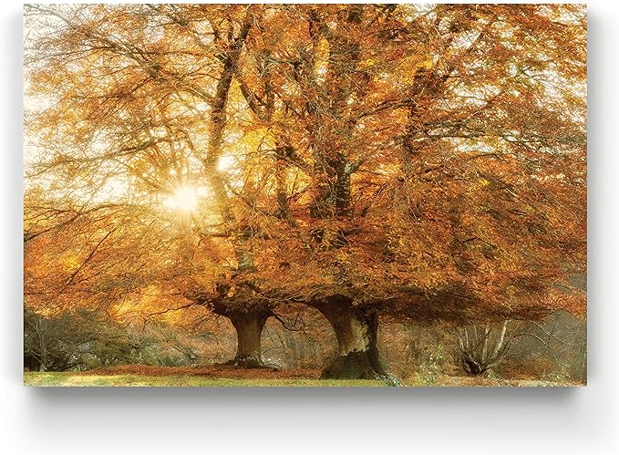 Renditions Gallery Nature Art Pictures & Prints Sunlight coming through Orange Autumn Trees Canvas Hanging Artwork for Bedroom Living Room Office Wall Decor - 18"X27" LT08
